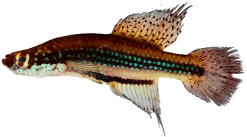 FGS -  Cynopoecilus fulgens