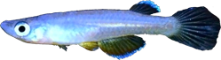 FLA -  Foerschichthys flavipinnis