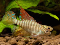 FLG -  Simpsonichthys flagellatus