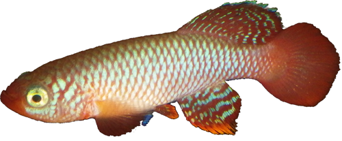 Nothobranchius flammicomantis