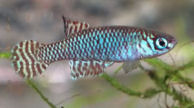 FRC -  Notholebias fractifasciatus