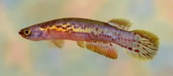 FUS -  Rivulus fuscolineatus