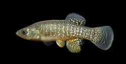 GDS -  Fundulus grandis