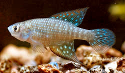 GHI -  Simpsonichthys ghisolfii