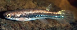 GII -  Rivulus gili