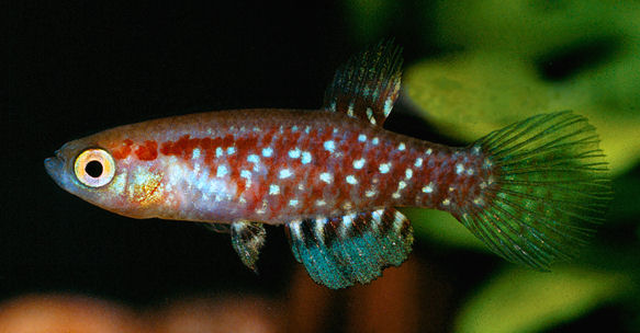 GLU -  Plesiolebias glaucopterus