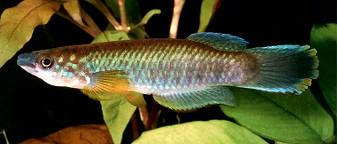 GNE -  Epiplatys guineensis