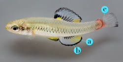 research -  Bluefin signalling protocol