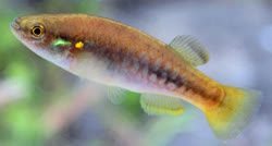 GUT -  Profundulus guatemalensis