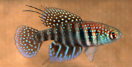 HEL -  Simpsonichthys hellneri