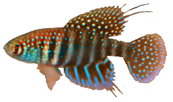 Simpsonichthys hellneri