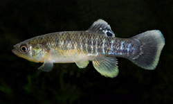 HET -  Fundulus heteroclitus