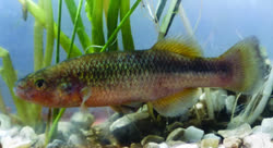 HLD -  Profundulus hildebrandi