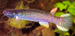 HMI -  Rivulus holmiae