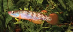 HOE -  Rivulus (anabl.) hoetmeri