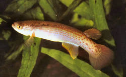 IRD -  Rivulus iridescens