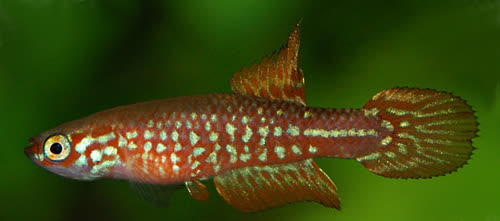 Leptolebias itanhaensis