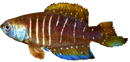 Austrolebias jaegari