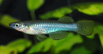 JOH -  Micropanchax johnstoni