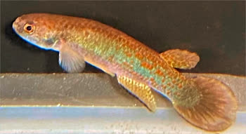 JUC -  Rivulus jucundus