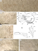 KKI -  Kenyaichthys kipkechi