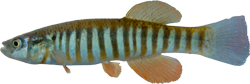 KNS -  Fundulus kansae