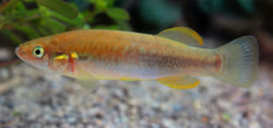 KRE -  Profundulus kreiseri