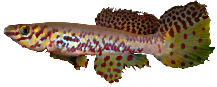 Fundulopanchax  kribianus