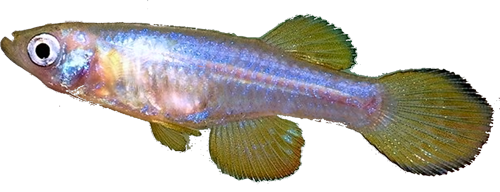 Lacustricola kassenjiensis