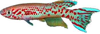 LAC -  Fundulopanchax lacustris