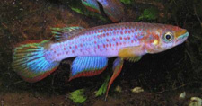 LAM -  Epiplatys lamottei