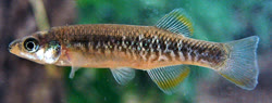 LBI -  Profundulus labialis