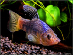 Cyprinodon labiosus