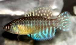 LGG -  Hypsolebias longiginatus