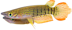 LIN -  Aplocheilus lineatus