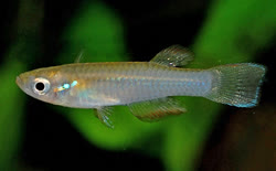 LMB -  Rhexipanchax lamberti