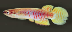 LNS -  Rivulus linearis