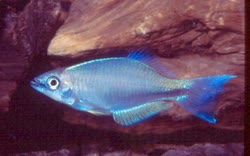 LOM -  Plataplochilus loemensis