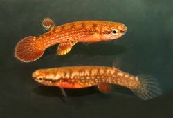 LTC -  Rivulus leticia