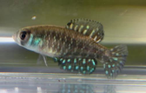 Austrolebias litzi