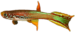 MAH -  Rivulus  mahdiaensis