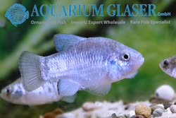 11-0-Copr_2019-Aquarium_Glasert.jpg