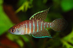 MGS -   Hypsolebias marginatus