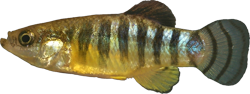 MIT -  Anatolichthys meridionalis