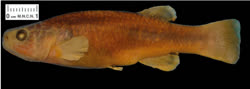 MIX -  Profundulus  mixtlanensis