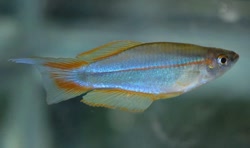 MMS -  Plataplochilus mimus