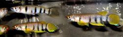 02-0-copr_2012_lotsoffisht.jpg