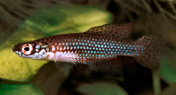 MPS -  Cynopoecilus multipapaillatus