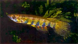 MUF -  Epiplatys multifasciatus