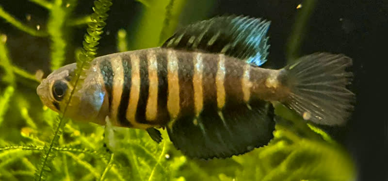 Austrolebias nachtigalli